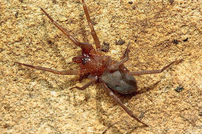 3 Trachyzelotes sp. + 1Mesiotelus tenuissimus